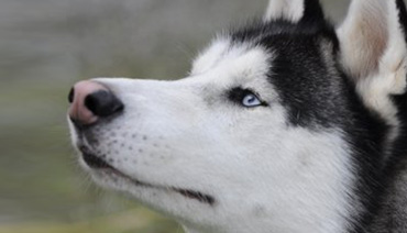 Aïe, aïe, aïe, mon chien fait des bêtises